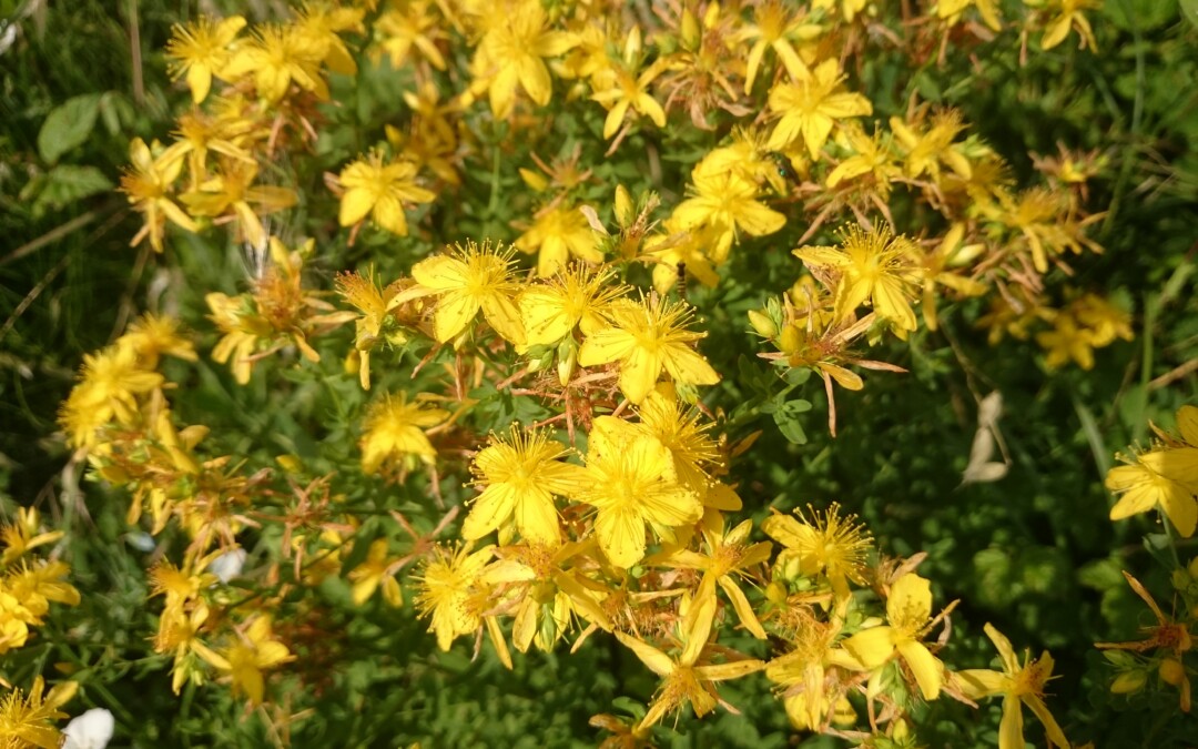Iperico nel Trattamento della Depressione Lieve-Moderata