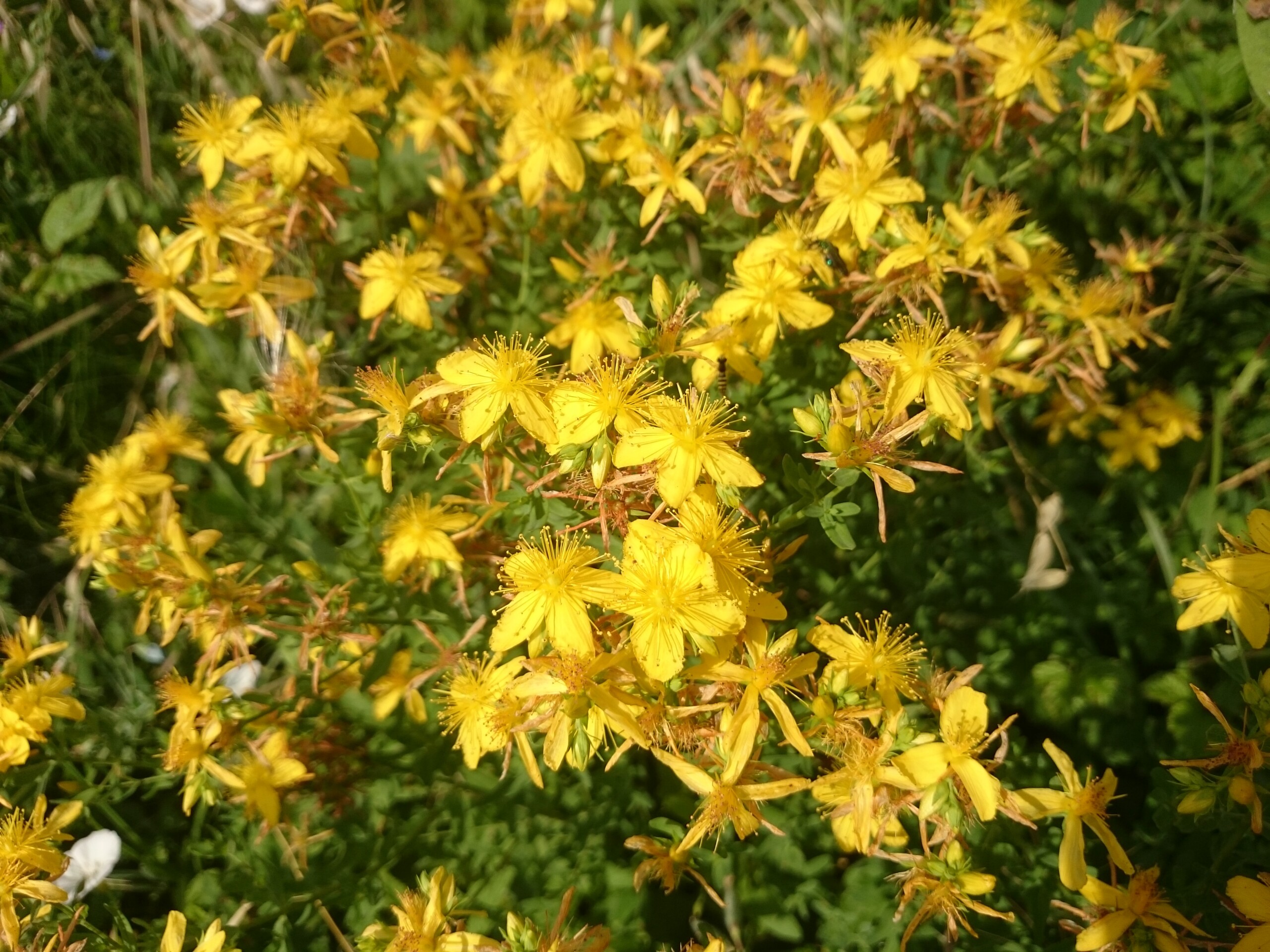 Iperico nel Trattamento della Depressione Lieve-Moderata