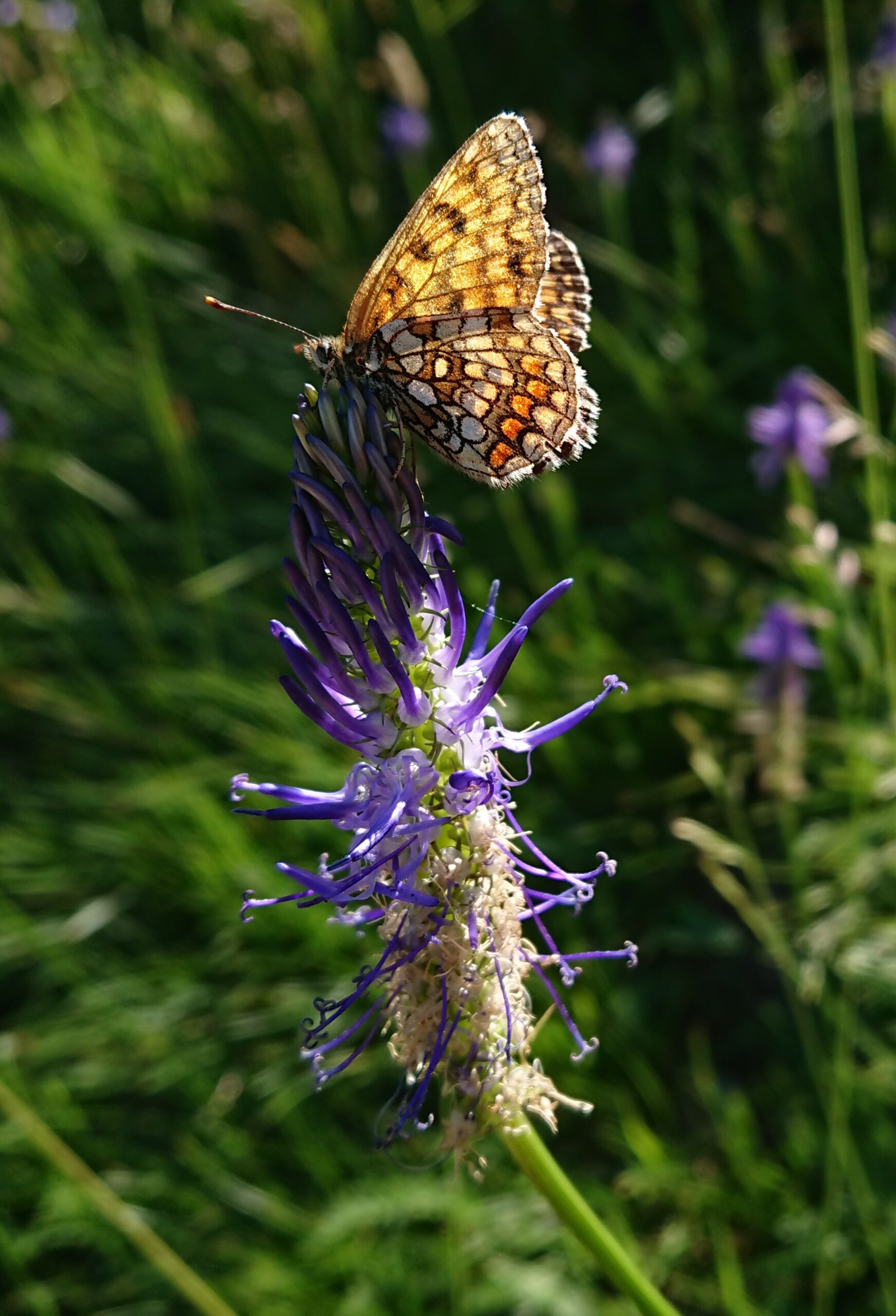 ⚕︎ MEDICINA INTEGRATA ⚕︎ Domande frequenti: cosa attendersi dalla visita ?